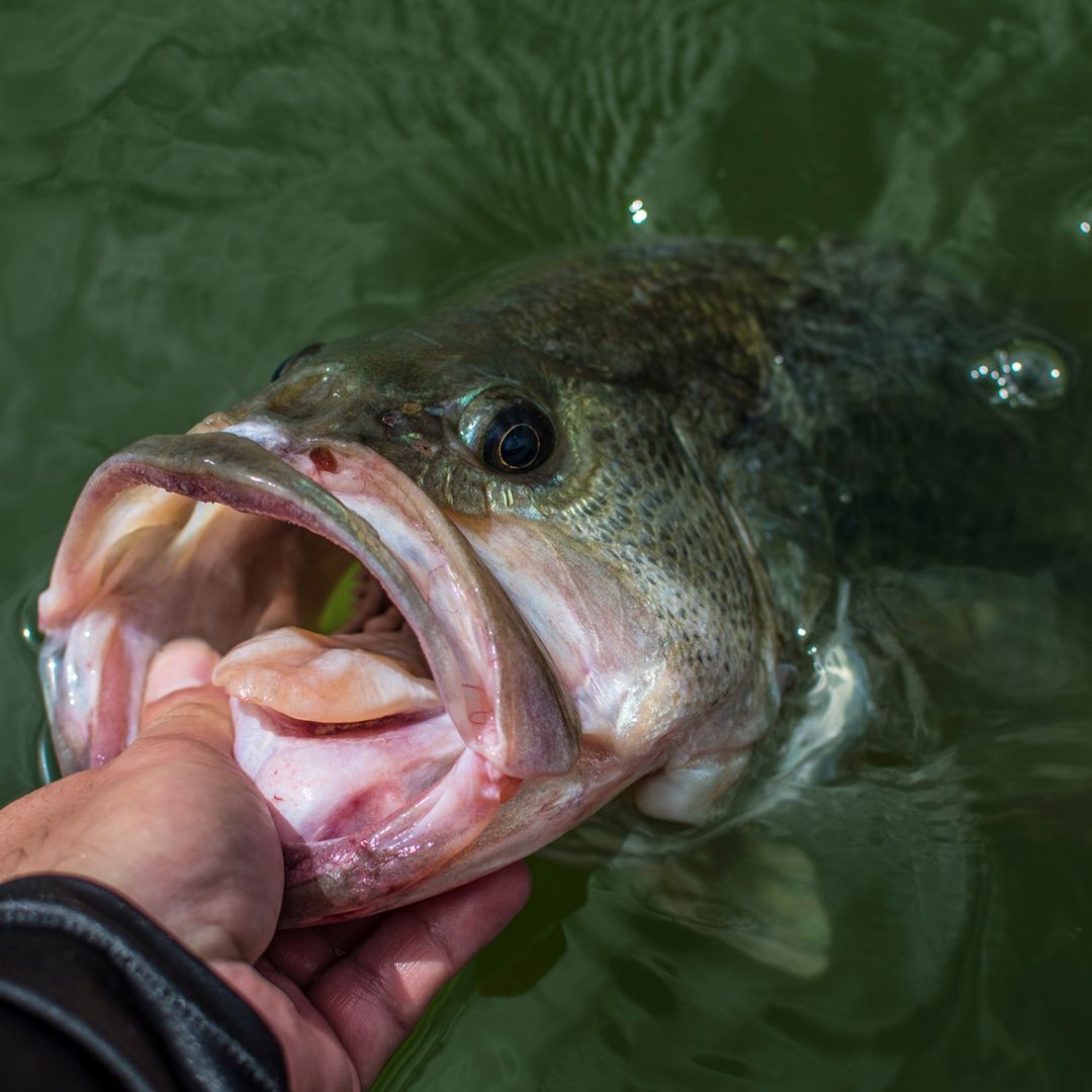 Large Mouth Bass